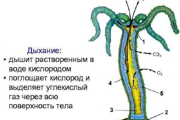 Kraken зеркало kraken dark link