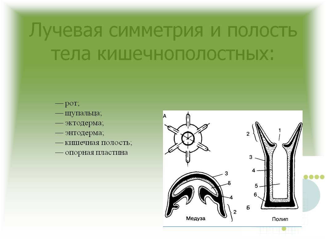 Настоящая ссылка на кракен